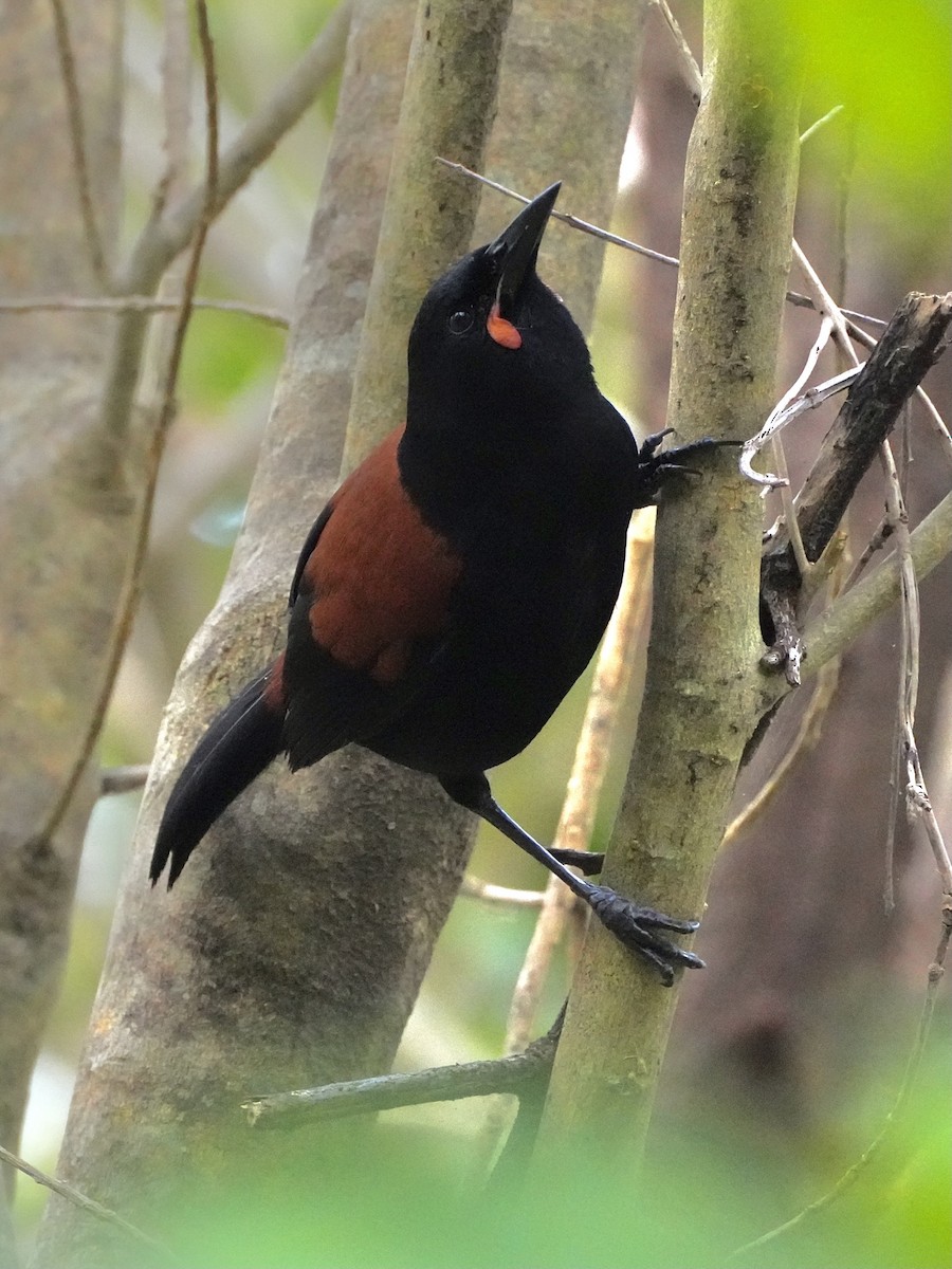 South Island Saddleback - ML613774323