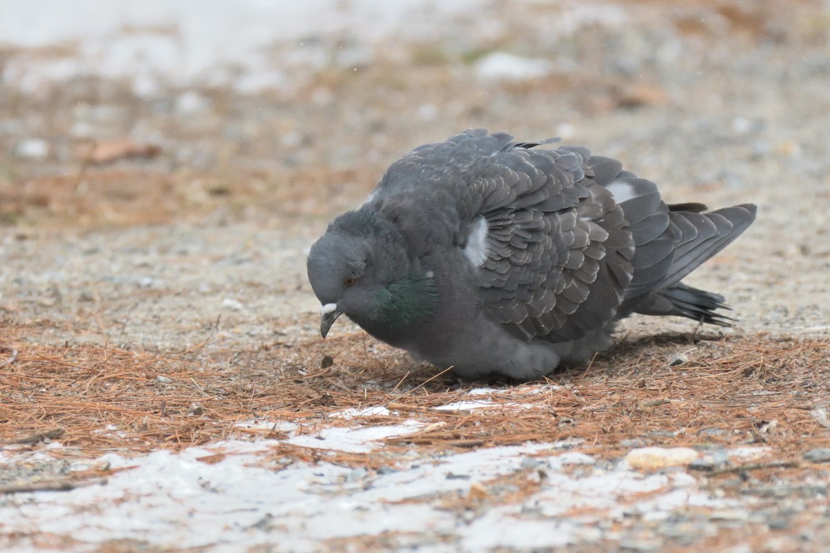 Rock Pigeon (Feral Pigeon) - ML613774367