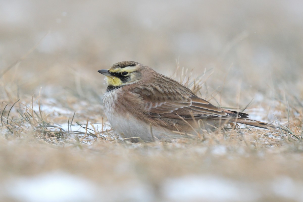 Horned Lark - ML613774383