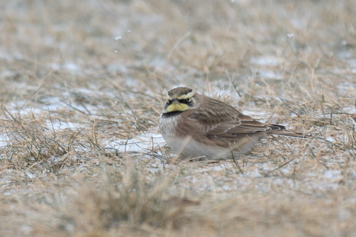 Horned Lark - ML613774385