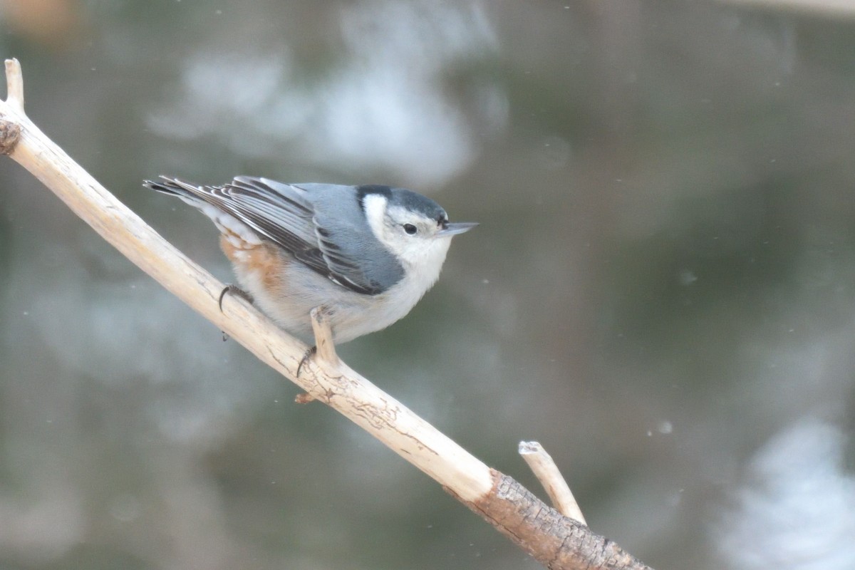 Beyaz Göğüslü Sıvacı (carolinensis) - ML613774388