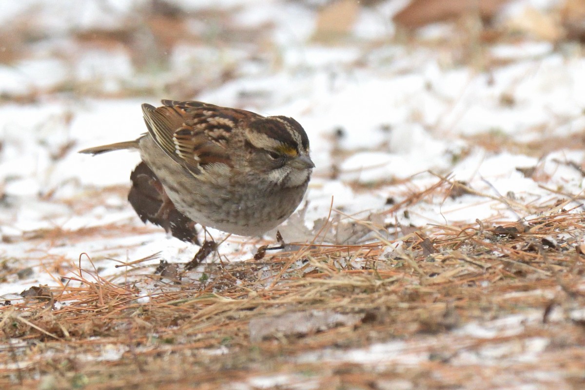 White-throated Sparrow - ML613774413