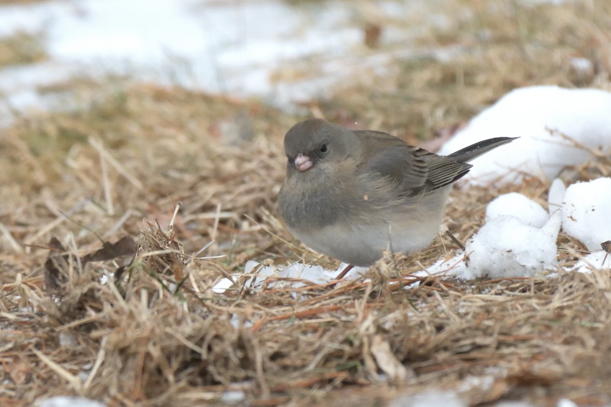 Dark-eyed Junco (Slate-colored) - ML613774422