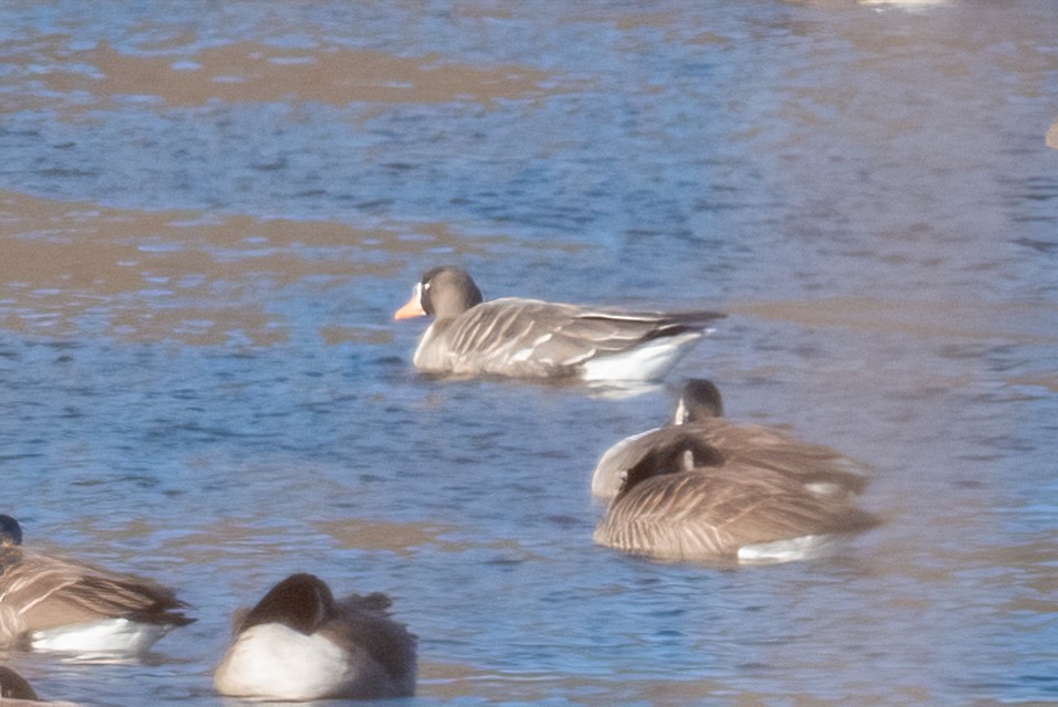 Greater White-fronted Goose - ML613774482