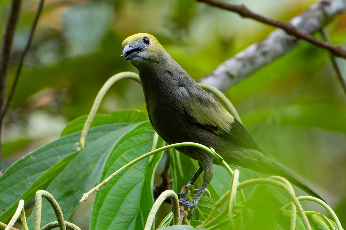 Palm Tanager - Steve Juhasz