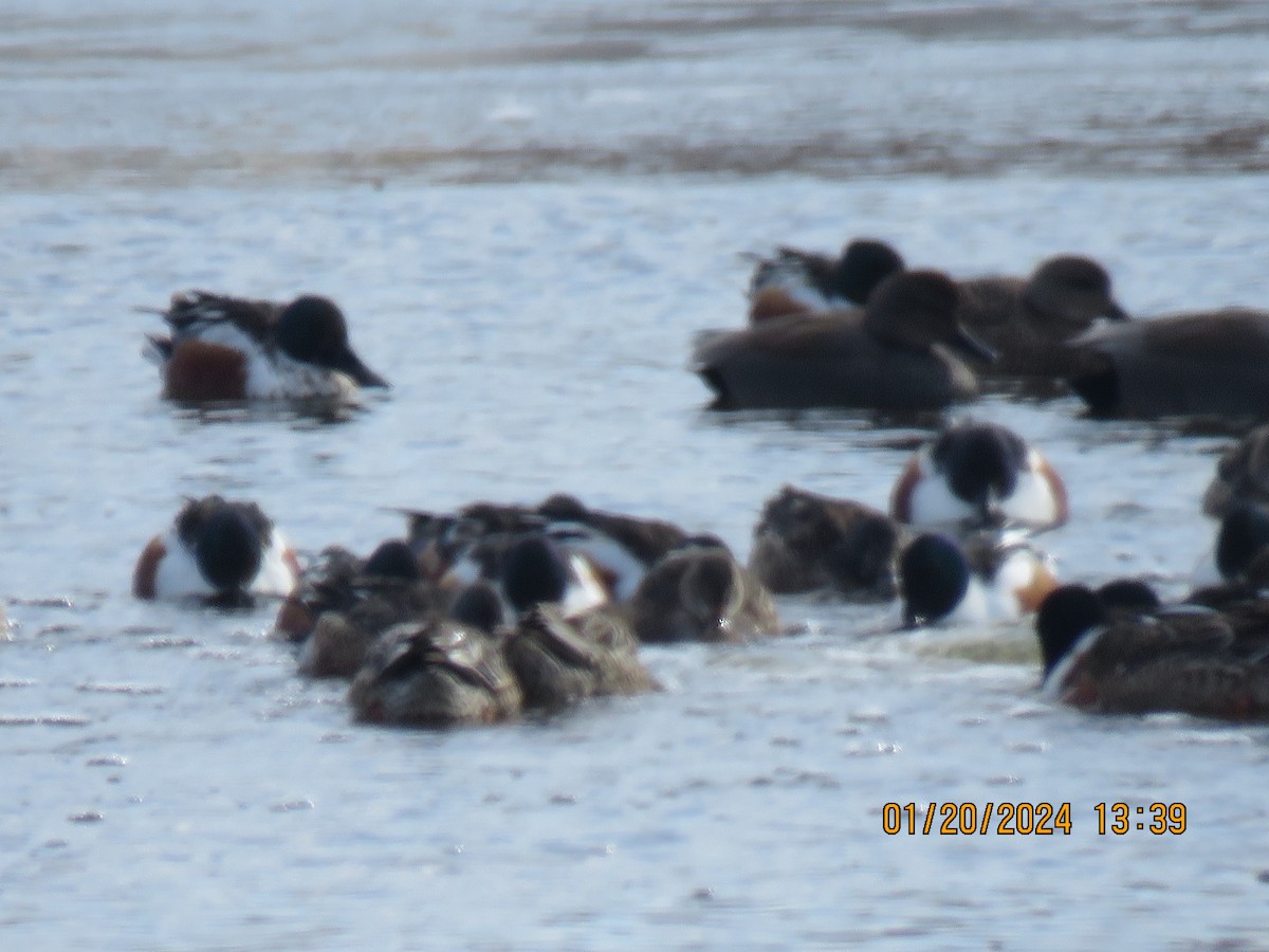 Northern Shoveler - ML613774574