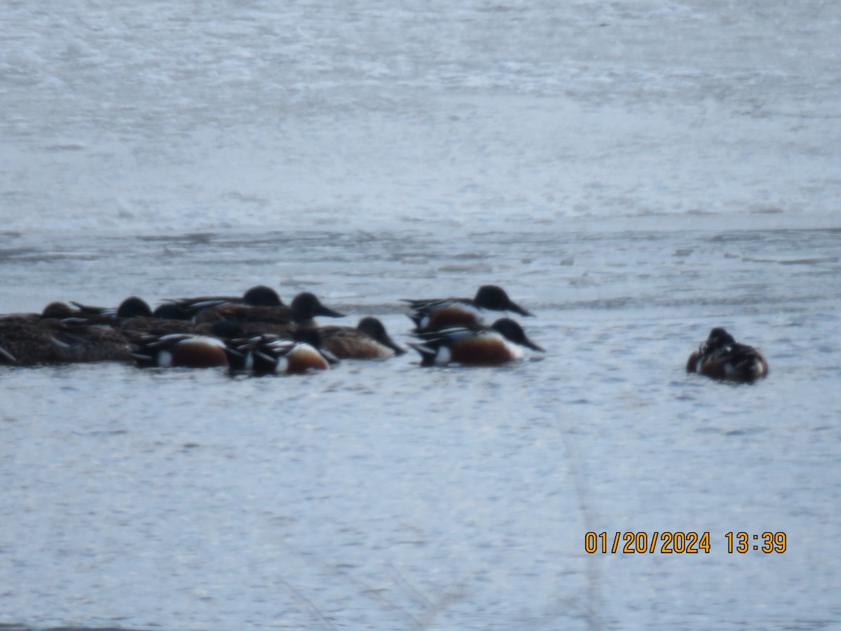 Northern Shoveler - ML613774583