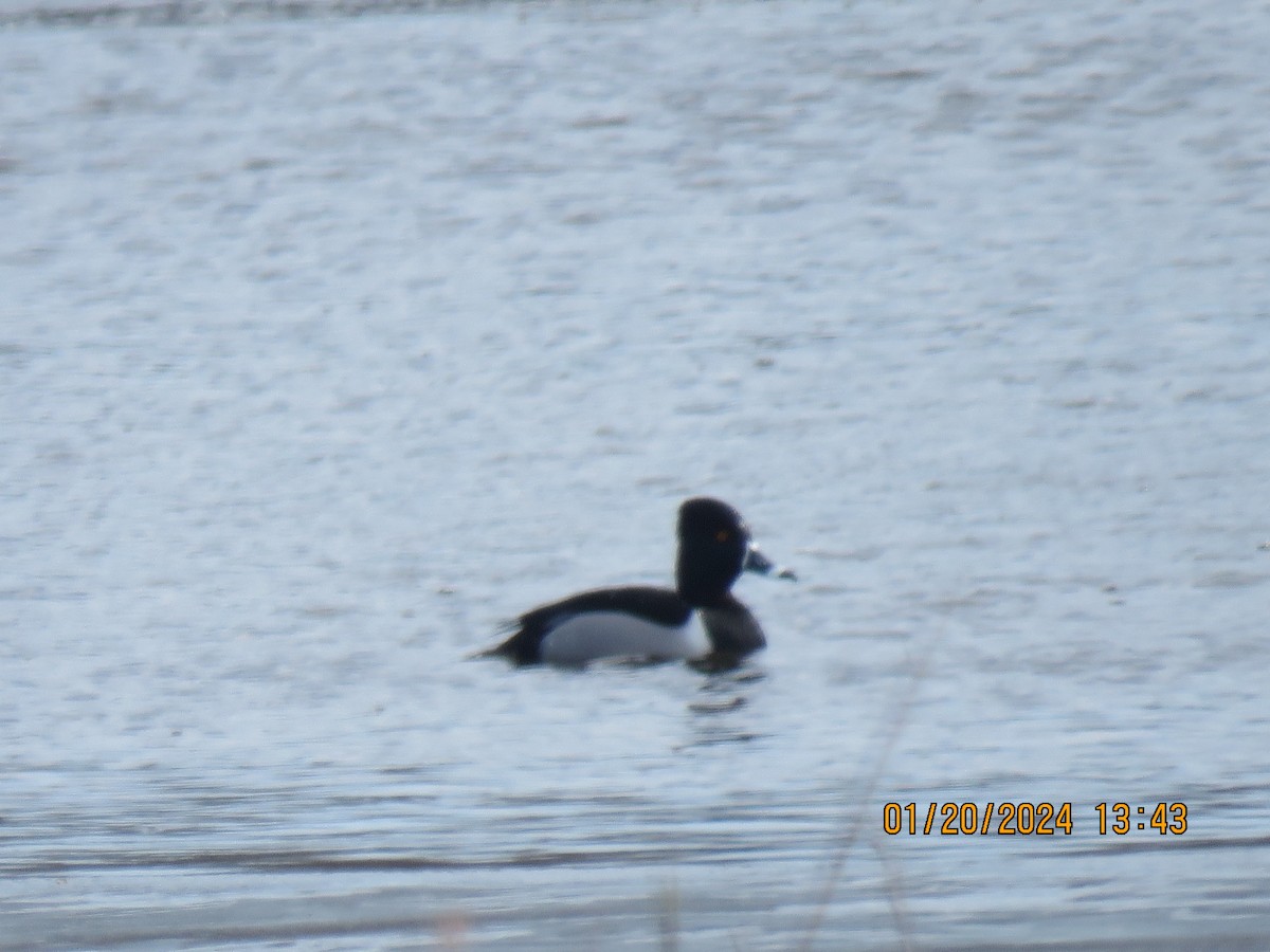 Ring-necked Duck - ML613774598