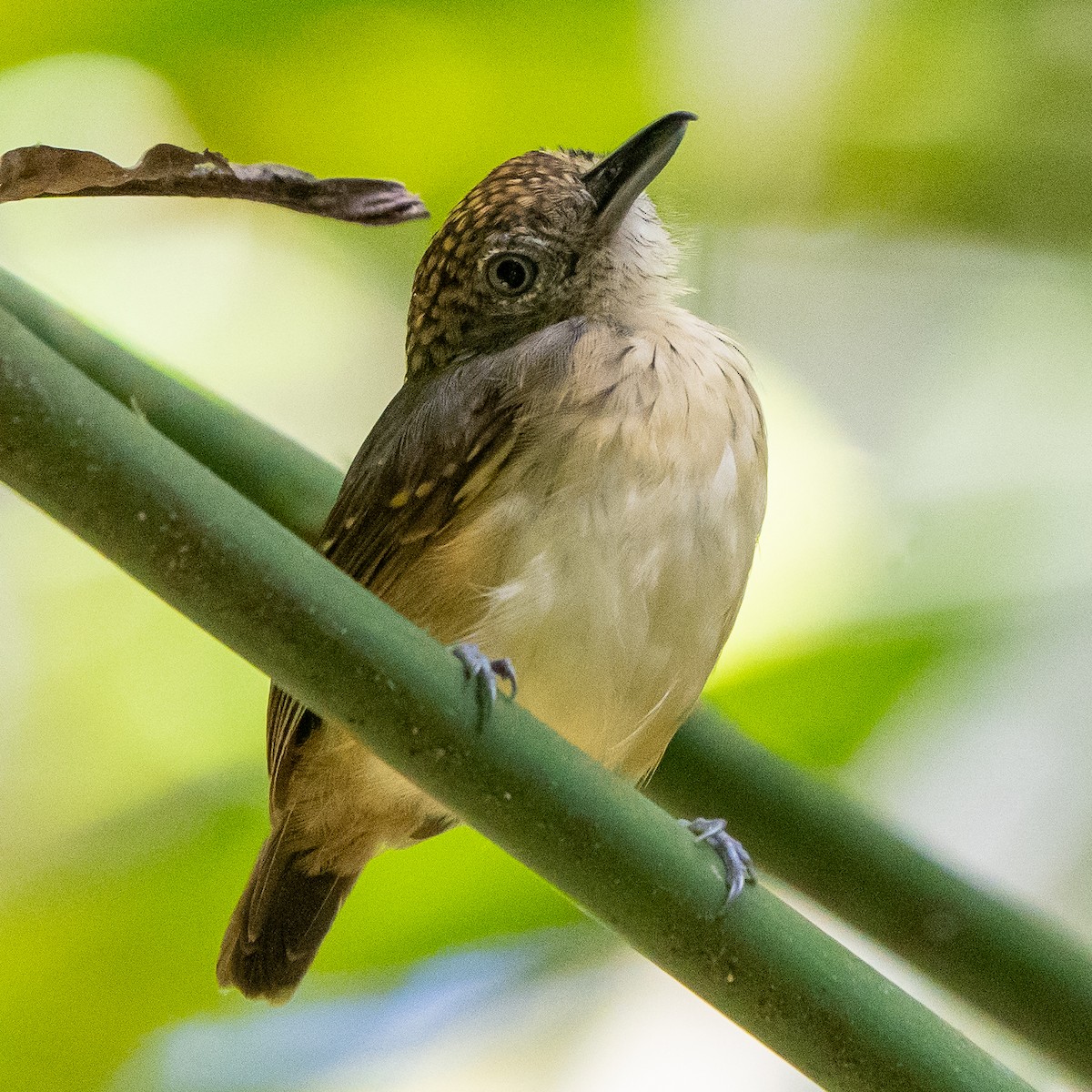 Spot-crowned Antvireo - ML613774604