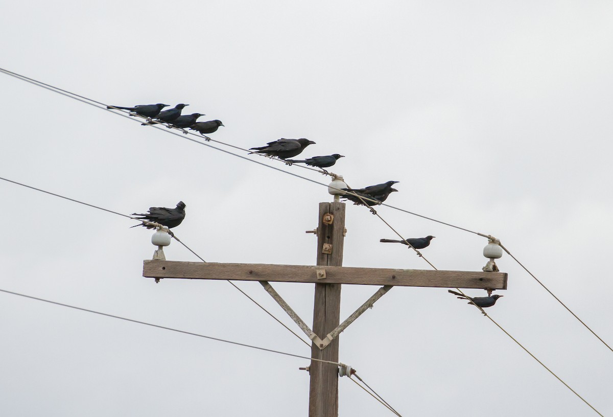 Chihuahuan Raven - Cullen Hanks