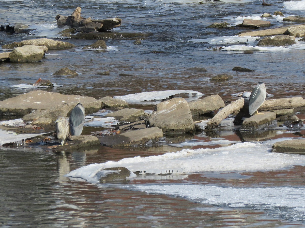 Black-crowned Night Heron - ML613774631