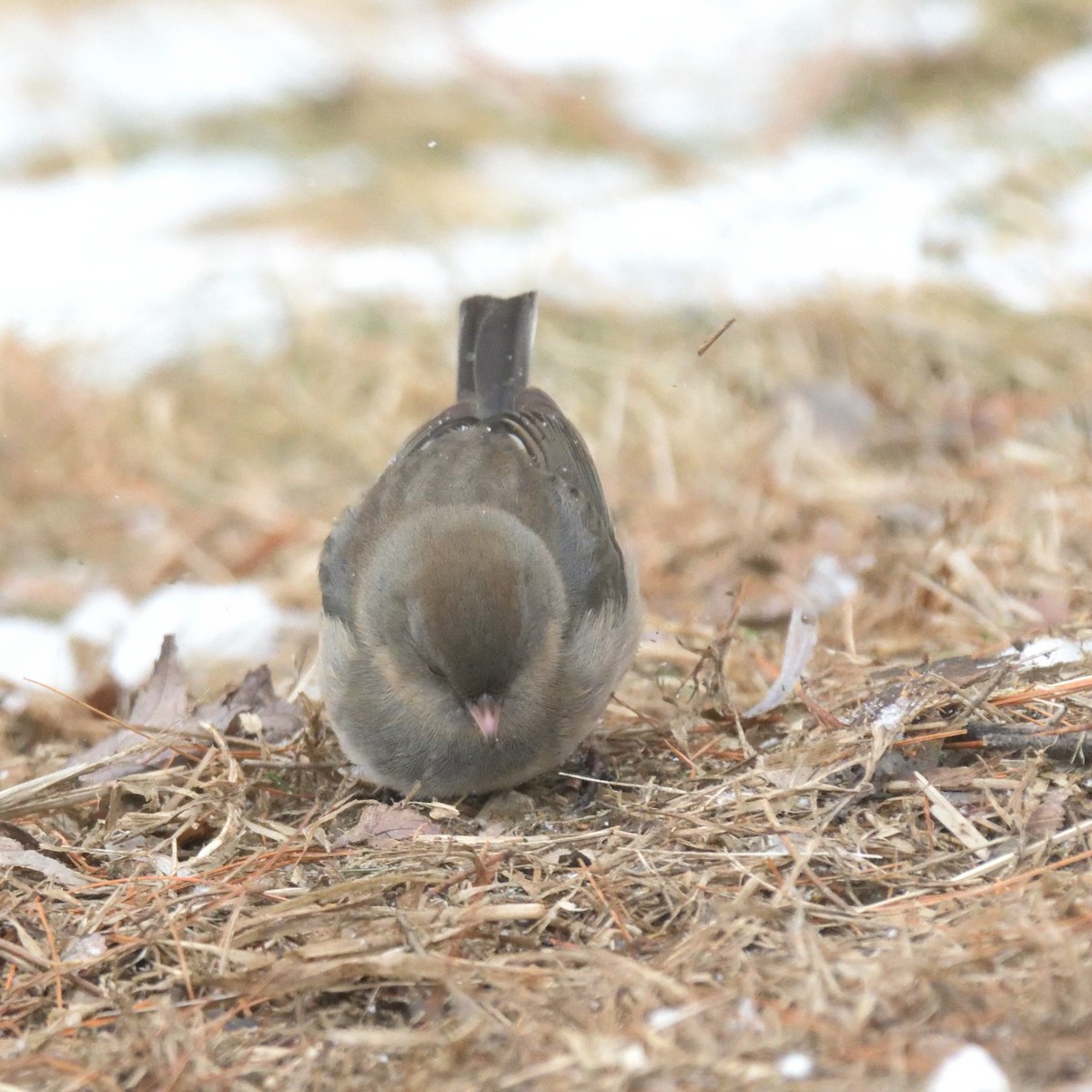 Dark-eyed Junco (Slate-colored) - ML613774655