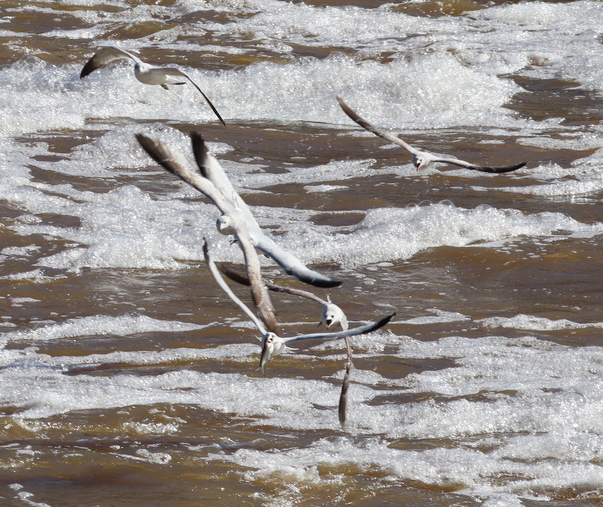 Ring-billed Gull - ML613774996