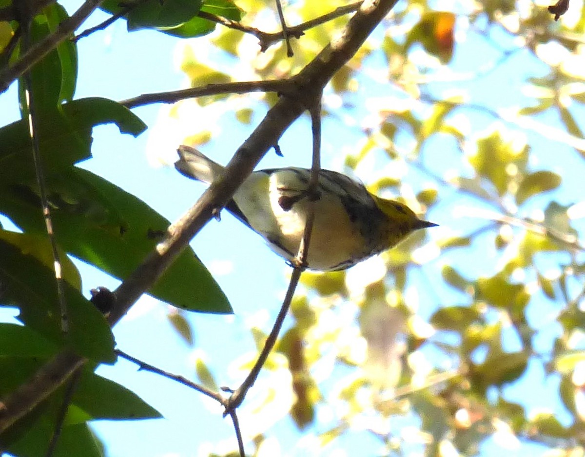 Black-throated Green Warbler - ML613775121