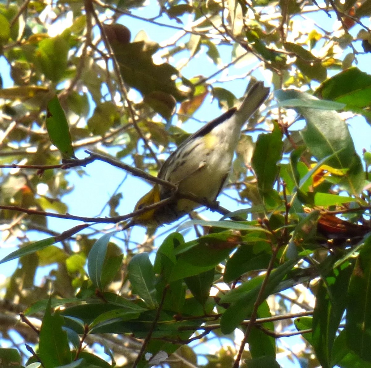 Grünmantel-Waldsänger - ML613775122