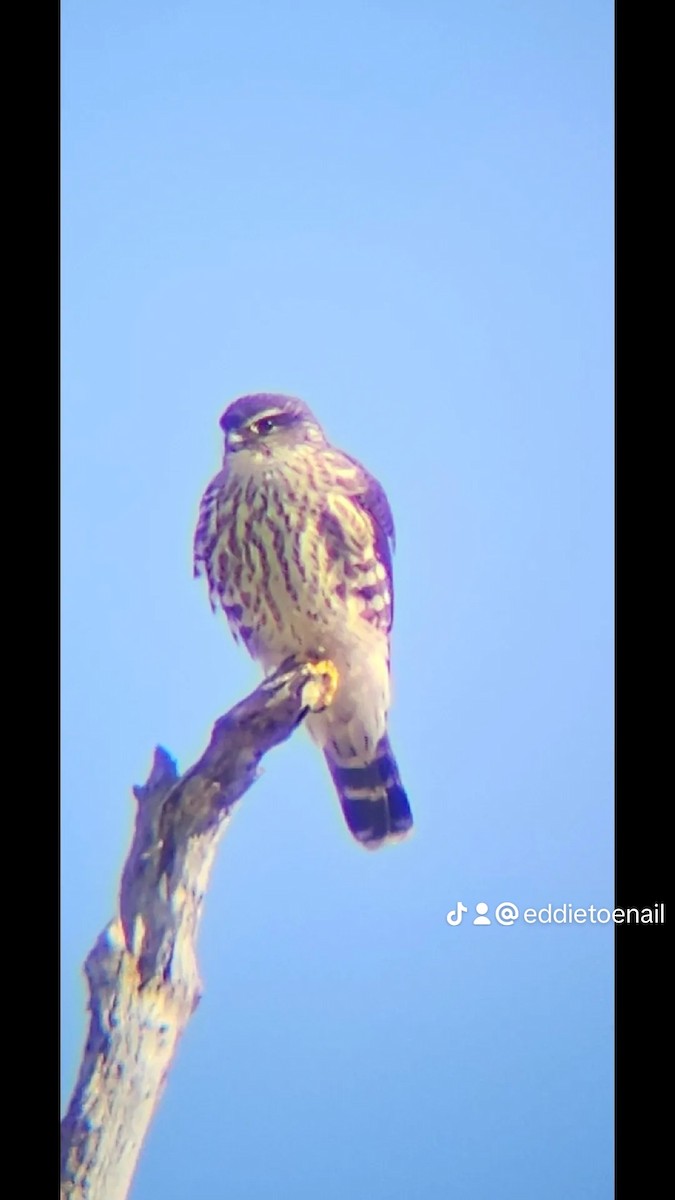 בז גמדי - ML613775226