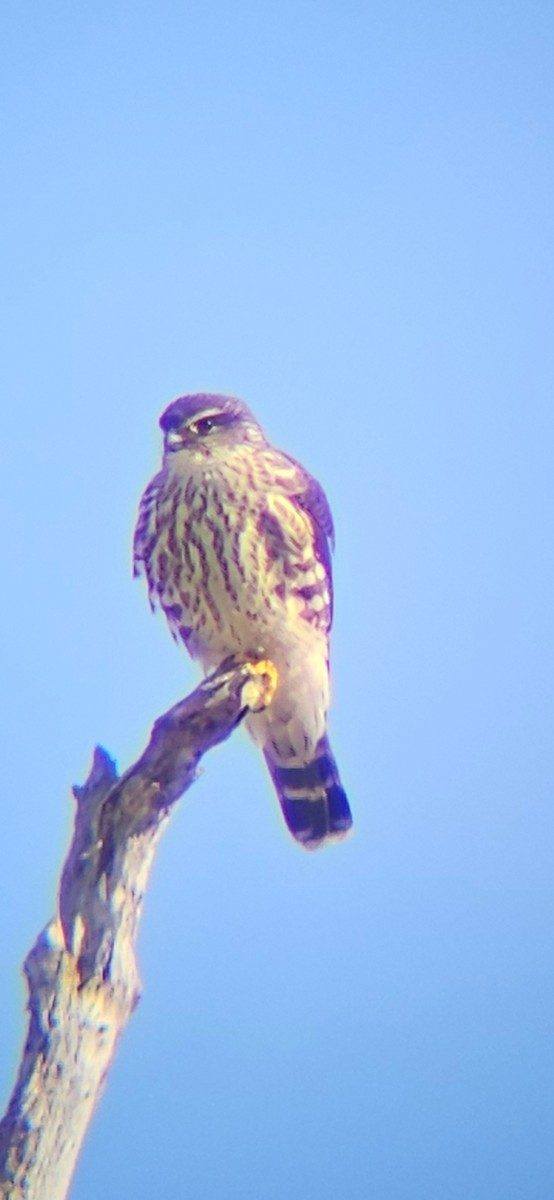 בז גמדי - ML613775227