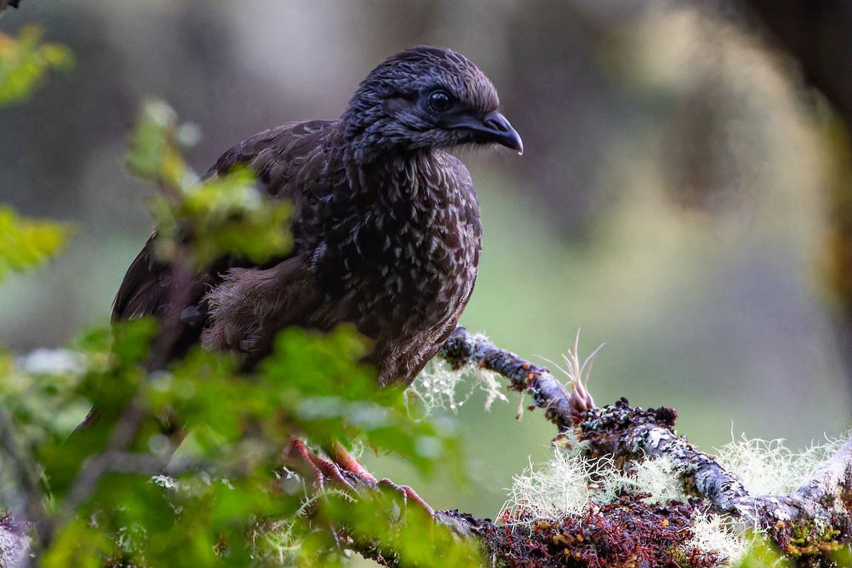 Bearded Guan - Steve Juhasz