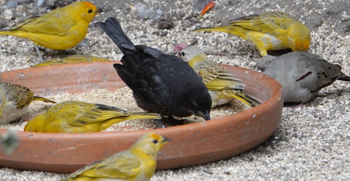 Shiny Cowbird - Kathryn Kay