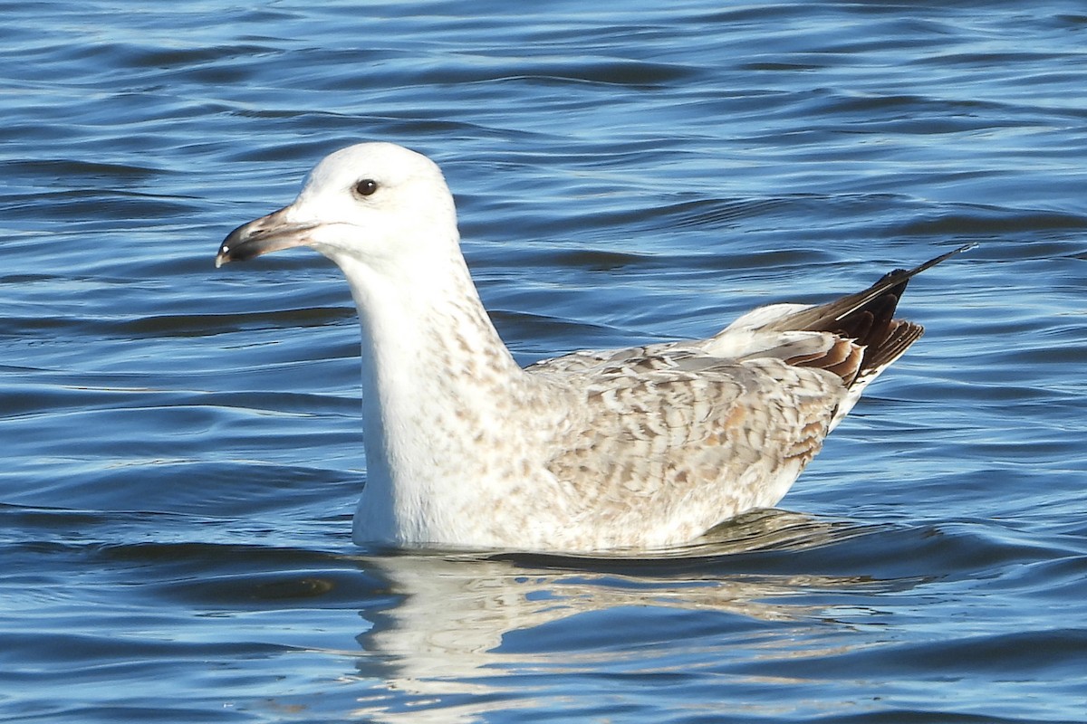 Goéland pontique - ML613775266