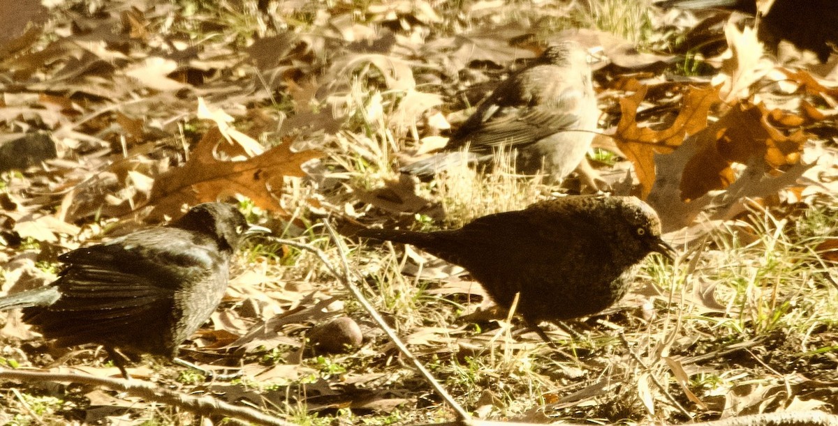 Rusty Blackbird - ML613775283