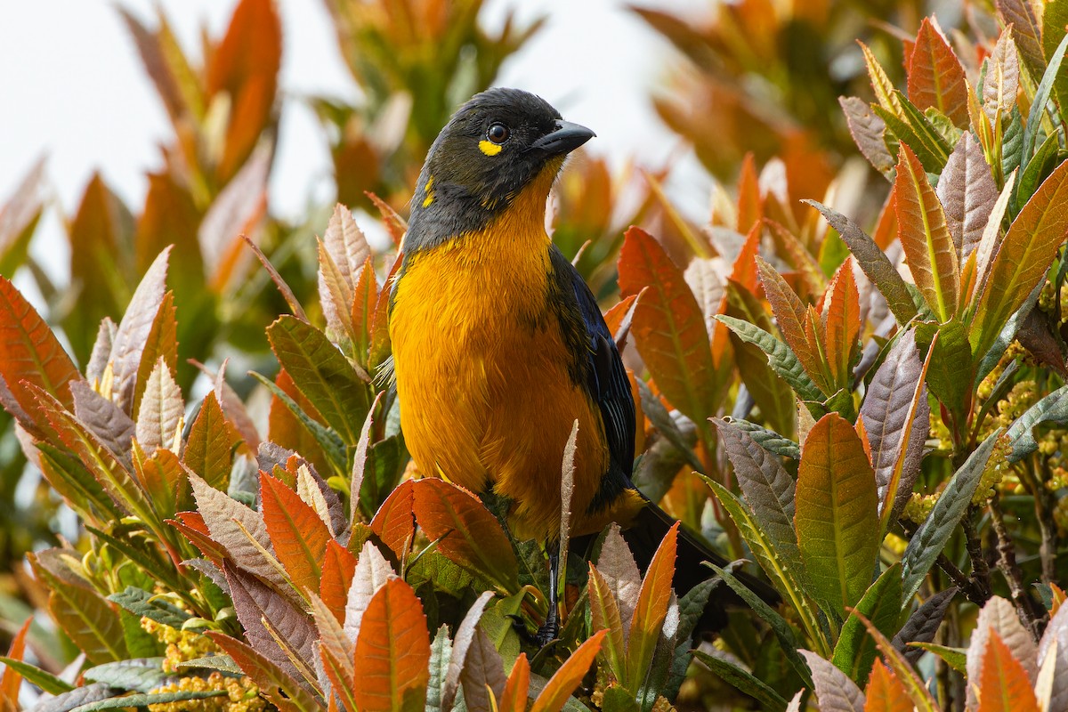 Lacrimose Mountain Tanager - Anonymous