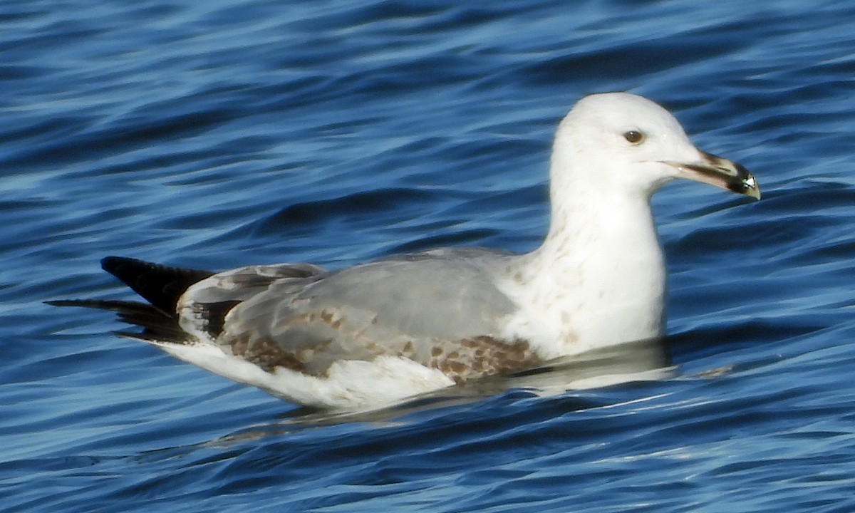 Caspian Gull - ML613775366