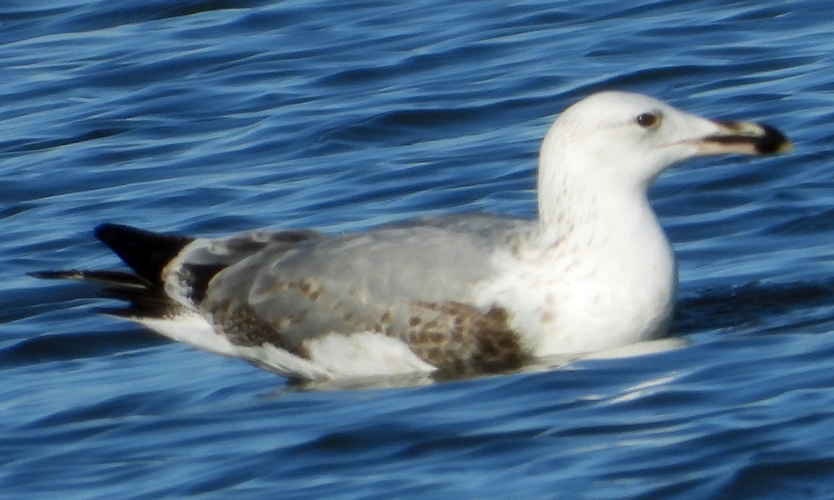 Caspian Gull - Peter Jungblut