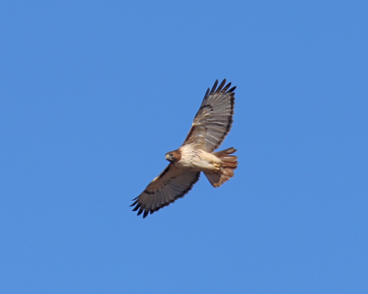 Red-tailed Hawk - ML613775374