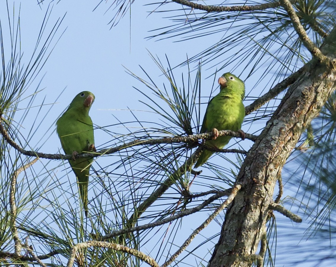 Yellow-chevroned Parakeet - ML613775408