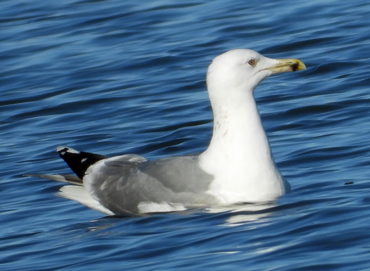 Yellow-legged Gull - ML613775430