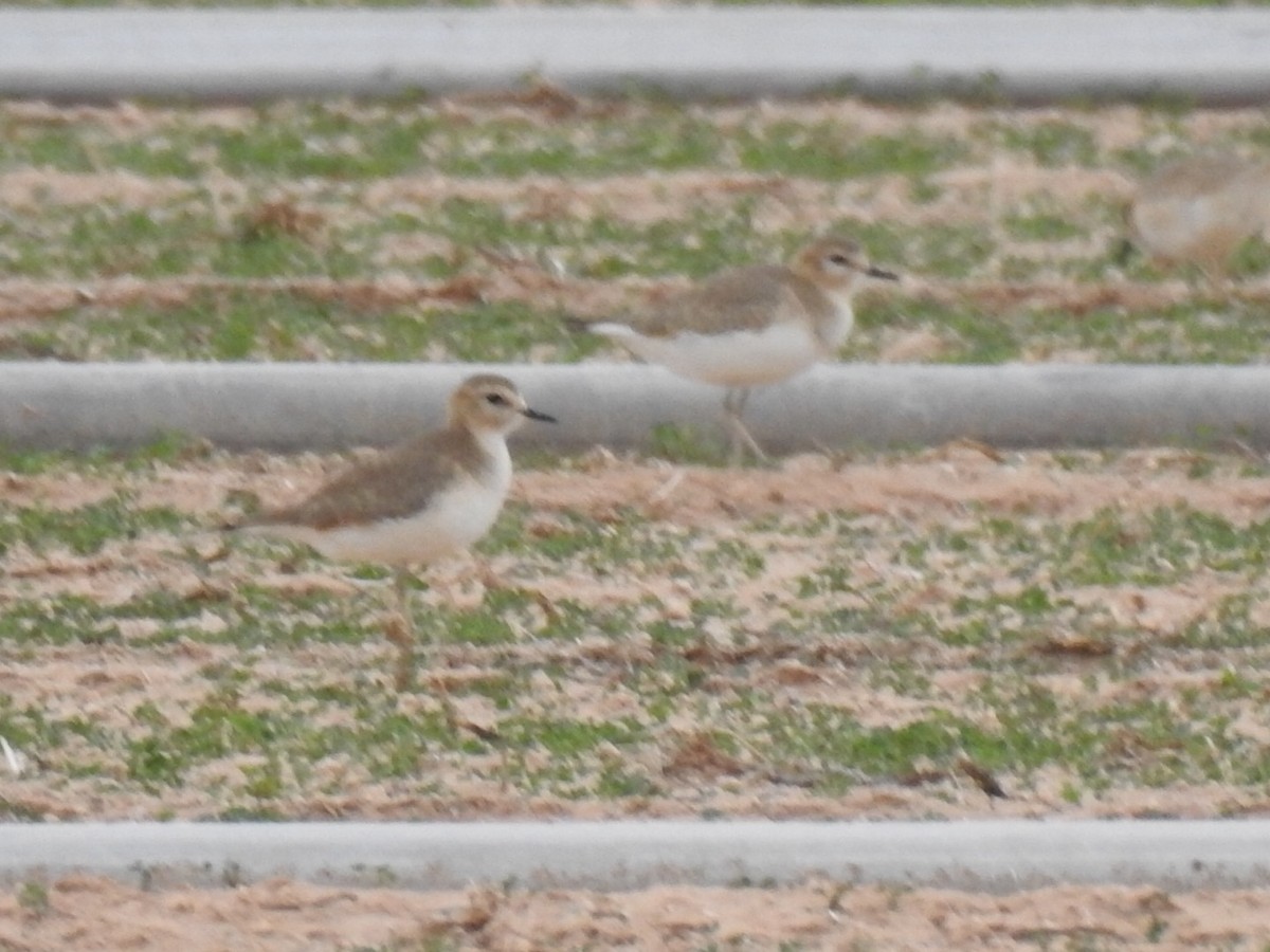 Mountain Plover - ML613775470