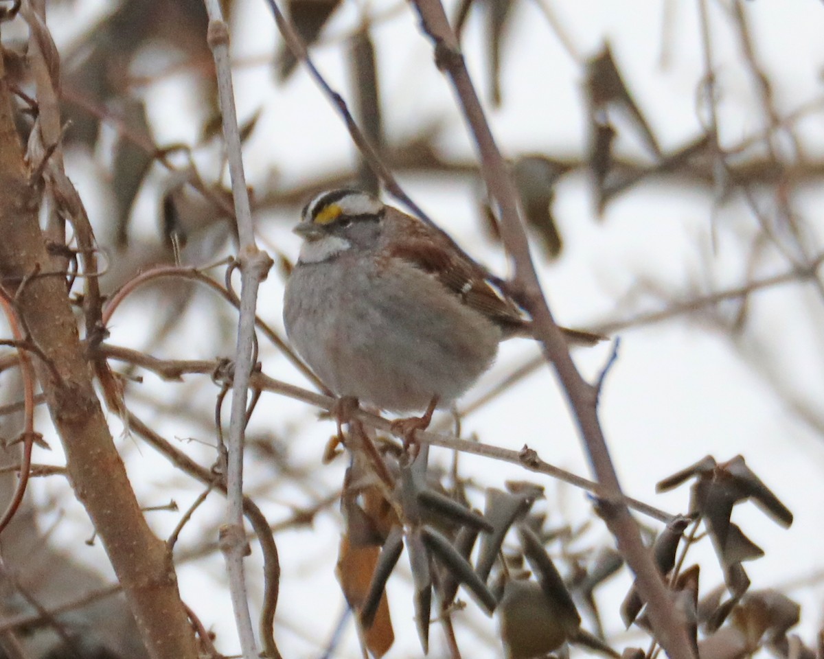 White-throated Sparrow - ML613775474