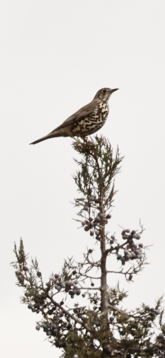 Mistle Thrush - ML613775475