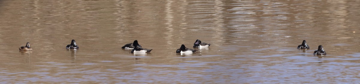 Ring-necked Duck - ML613775547