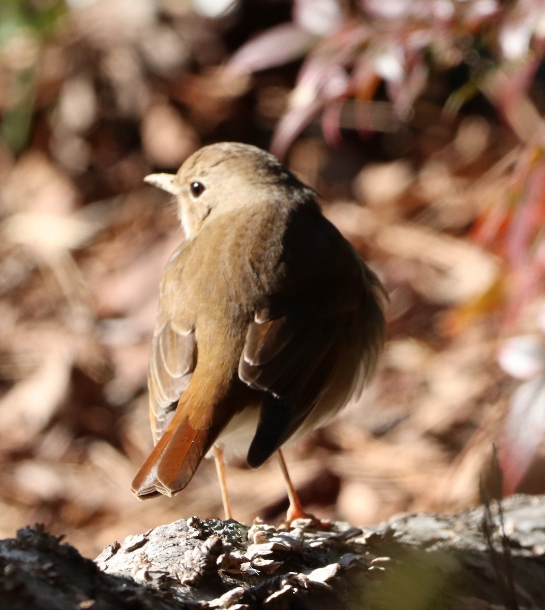 Hermit Thrush - ML613775563