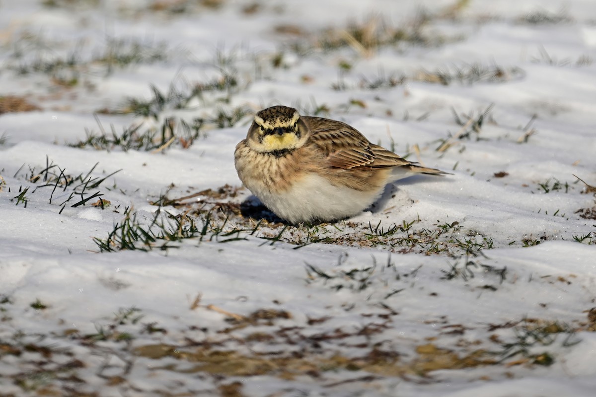 Horned Lark - ML613775600