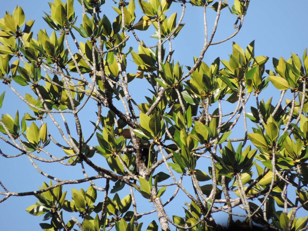 Drongo de Palawan - ML613775601