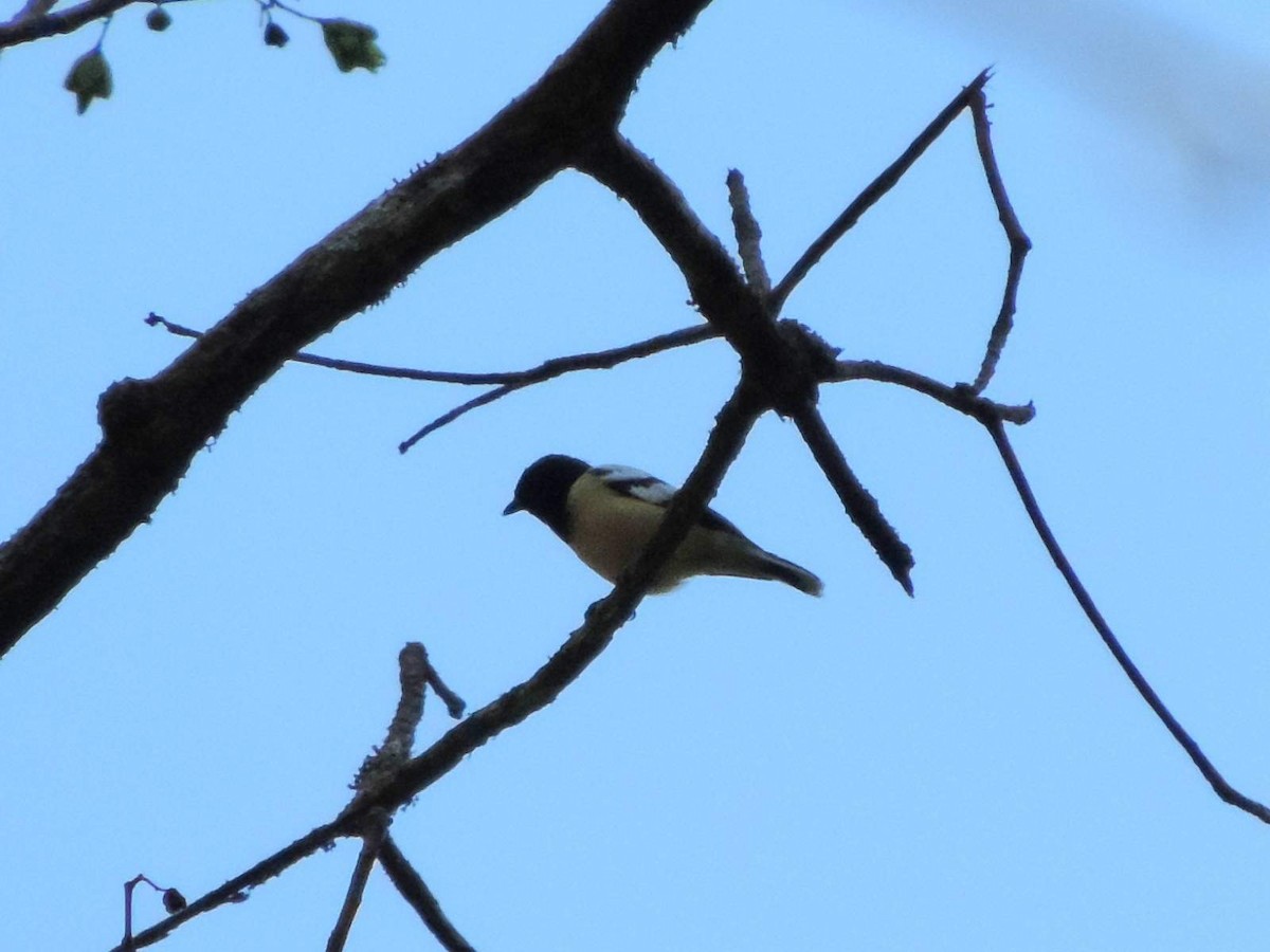 Mésange de Palawan - ML613775611