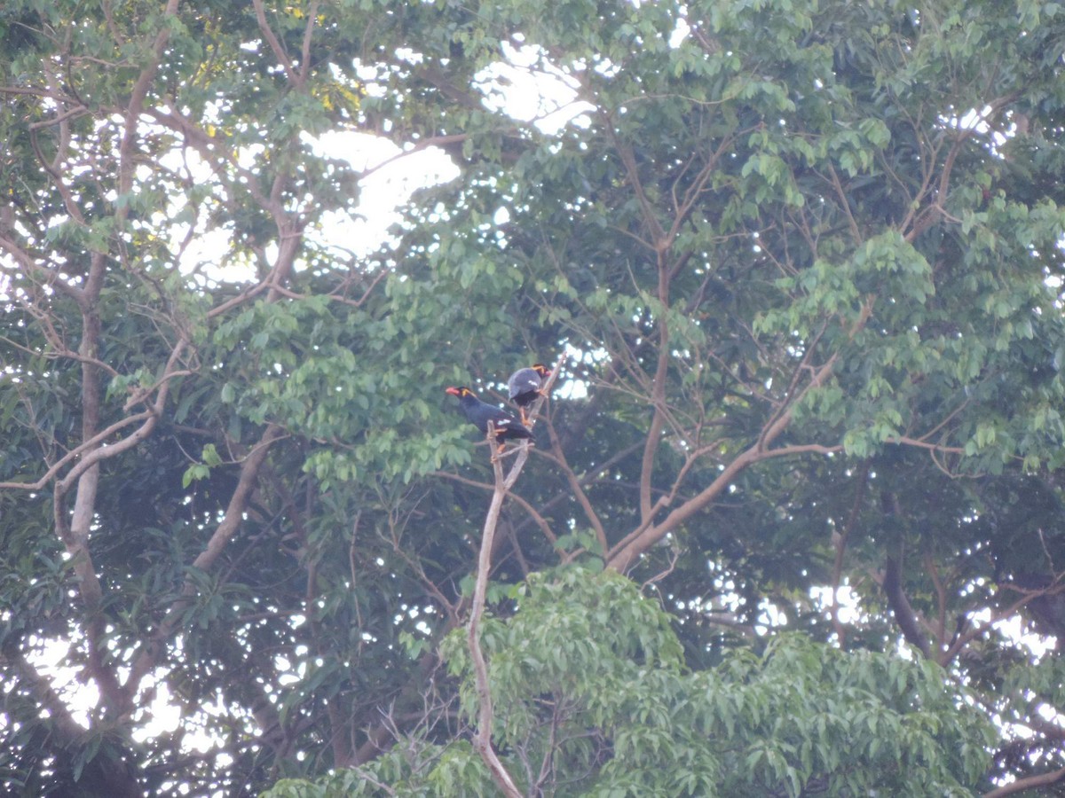 Common Hill Myna - Radek Nesvačil