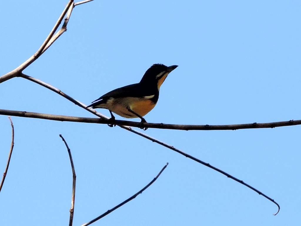 Palawan Flowerpecker - Radek Nesvačil