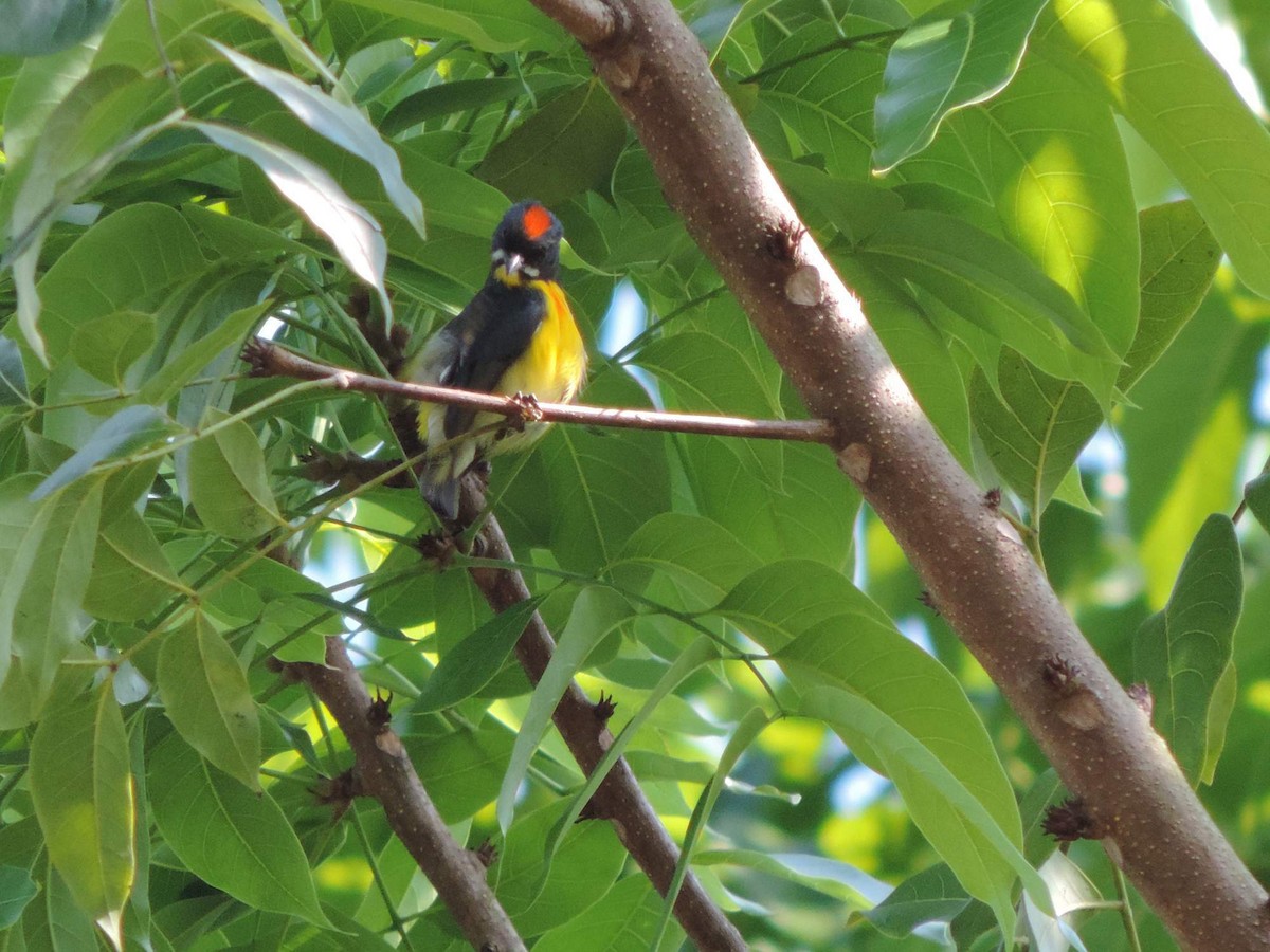 Palawan Flowerpecker - Radek Nesvačil