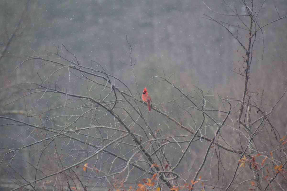 Cardinal rouge (groupe cardinalis) - ML613775717