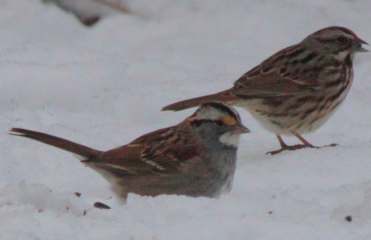 White-throated Sparrow - ML613775719