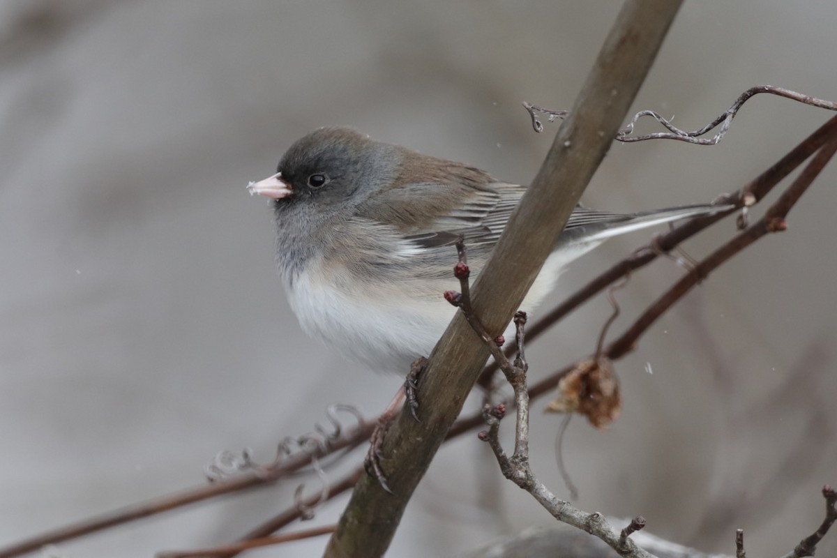 Dark-eyed Junco - ML613775740