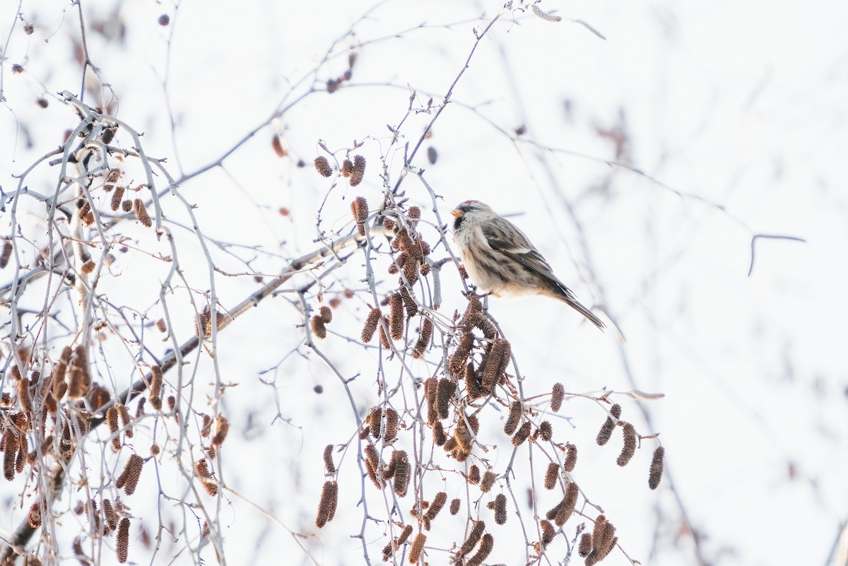 Common Redpoll - Garrett Sheets