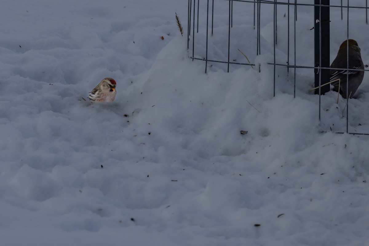 Common Redpoll - ML613775778