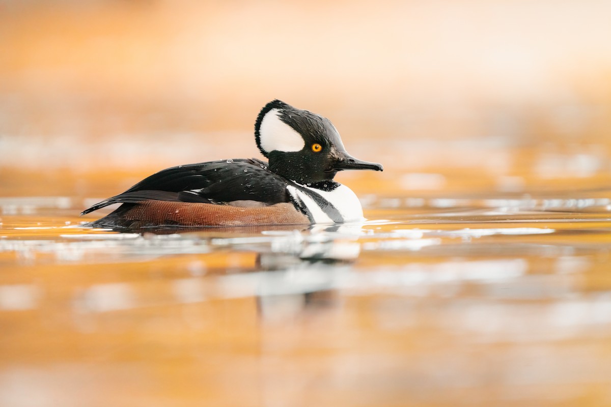 Hooded Merganser - Garrett Sheets