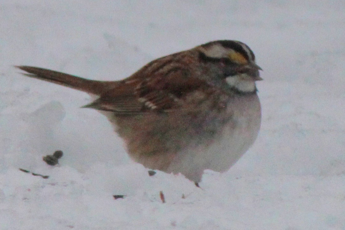 White-throated Sparrow - ML613775783