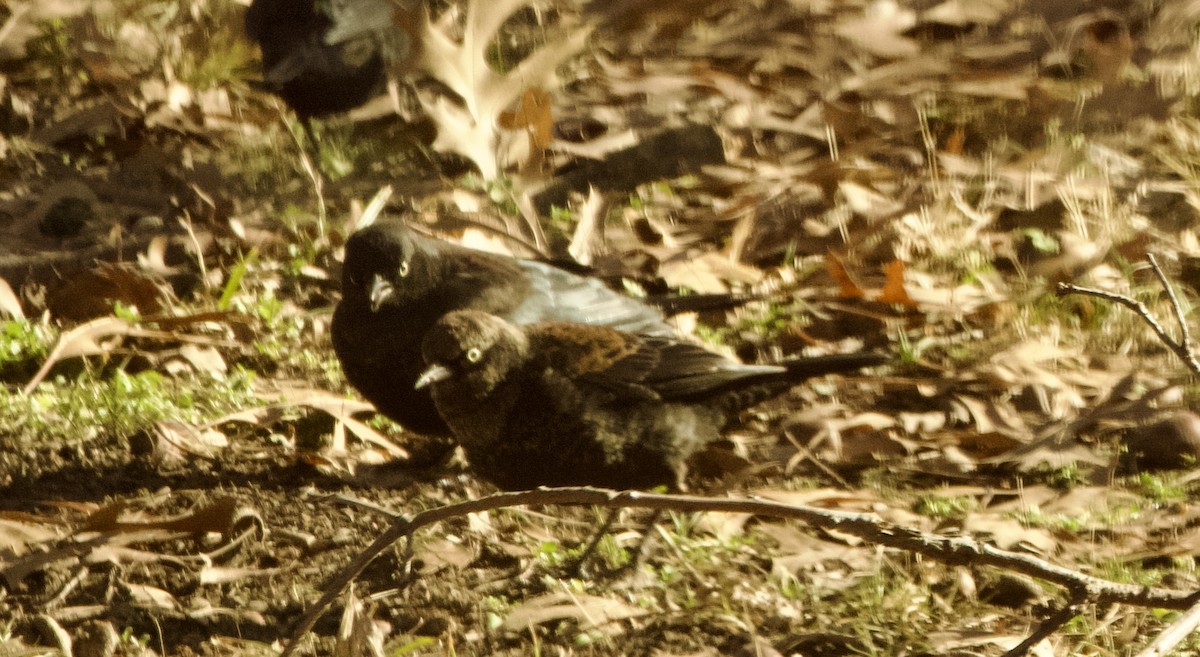 Brewer's Blackbird - ML613775874